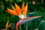 Estrelicia - Strelitzia reginae (ave do paraiso)