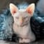 Sphynx Cat Breed Facts & Information