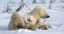 Heartwarming Photos of Polar Bears and Cubs