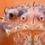 A closeup of a Japanese spider crab.