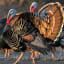 How Wild Turkeys Took Over New England