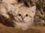 Watch First Video of Sand Cat Kittens Romping in the Wild
