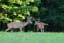 White tailed deer bucks - View Photo - Photohab - Beautiful and Free Photos Search Engine