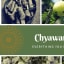 Chyawanprash - Everything You Need To Know