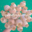 Somniferum Exotic Mix Top Shelf UnTREATED Bulk Poppy Seed