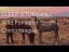 Calm Sleep Stories | Wild Ponies of Chincoteague | Trailer