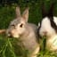 Pet Rabbit Diet: Bunny Food & Nutrition - Exotic Animal Supplies