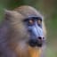This juvenile male mandrill (mandrillus sphinx) will develop multicoloured facial characteristics, with adults boasting blue or violet cheeks and stark red noses. Each differing shade of nose determines a mandrill's rank and status. EarthCapture by Mogens Trolle