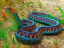 San Francisco Garter Snake