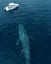 The sheer size of blue whale in front of a boat
