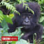 Hope for mountain gorilla and fin whale