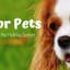 CBD products for pets