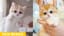 Little Kitten - Cute and Funny Kittens Videos