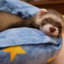 How to Train your Ferret Pet- Complete Guidance