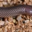 Newly Discovered Snake Can Strike You With Venom Without Even Opening Its Mouth