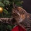 Why Does My Cat Knock Ornaments Off The Christmas Tree?
