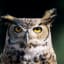How Can Owls Rotate Their Heads 270 Degrees Without Dying?