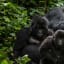 One of Rarest Great Apes on Earth Is No Longer Critically Endangered