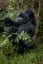 Gorilla trekking in Mgahinga: a responsible guide - Daisy & Thyme