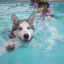 Dog and Owner Water Safety Swim