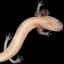 Central Texas salamanders, including newly identified species, at risk of extinction