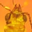 Trapped in 99-Million-Year-Old Amber, a Beetle With Pilfered Pollen