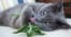 Catnip's double-evolution explains why cats love this plant