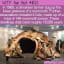 WTF Fun Fact - Old Huts Built From Mammoth Bones | Fun facts, Wtf fun facts, Fun facts about animals