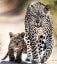 Safest cub ever when this mom is around.
