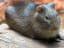 Brazilian guinea pig, closely related to the domesticated guinea pig, can be found in savannah and disturbed habitats across much of South America. The two species have been bred together, but many of the female offspring are infertile.