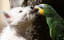 Parrot Love - 30 Things You Should Know About How Parrots Feel