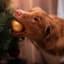 Can Pine Tree Needles Make Dogs Sick?