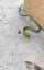 Little smooth green snake is very feisty.