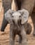 Twitter needs more baby elephants