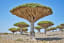 Socotra dragon tree or dragon blood tree, is native to the Socotra archipelago, part of Yemen, located in the Arabian Sea.