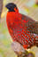 Red spotted bird!