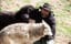 Combat Veterans and Rescued Wolves Heal Each Other From PTSD