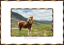 Welsh Mountain Pony - NDSC5277 - View Photo - Photohab - Beautiful and Free Photos Search Engine