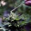 CBD stores buzzing about possible hemp legalization