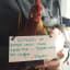 45 Funny Chicken Shaming Pictures - Funny Animals