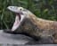PsBattle: this Komodo dragon opening its mouth