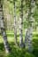 Bouleaux. | Birch tree art, Birch tree leaves, Tree painting
