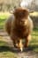 A very chonky Scottish Highland cow
