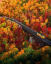Conway Scenic Railroad train passing over the sea of fall colors, White Mountains region, New Hampshire.