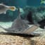 Endangered Australian sawfish on verge of extinction