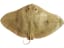 Presumed Extinct Tentacled Butterfly Ray Is Found