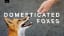 We met the world’s first domesticated foxes
