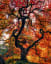 Japanese maple tree. Portland, OR