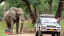 This injured elephant with a bullet lodged in skull calmly approaches a group of doctors to ask for aid