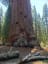 General Sherman, the largest tree in the world.